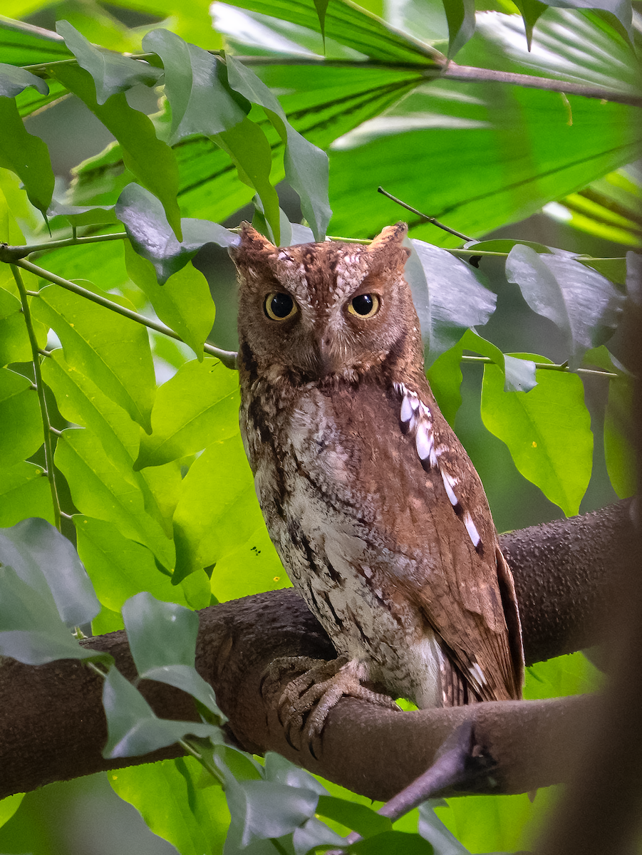 コノハズク - ML644692799