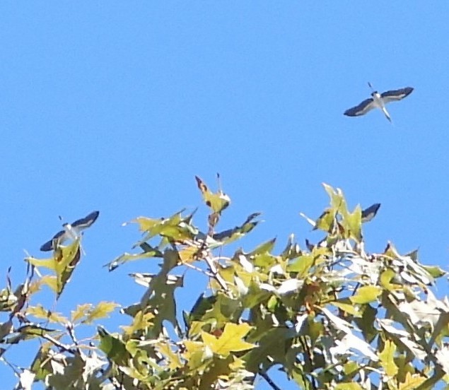 Wood Stork - ML644692812