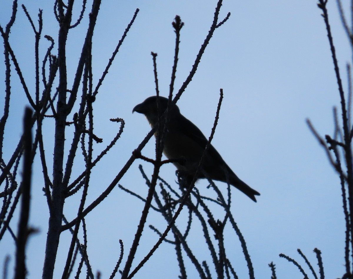 Гацуурын солбин хошуут - ML644692825