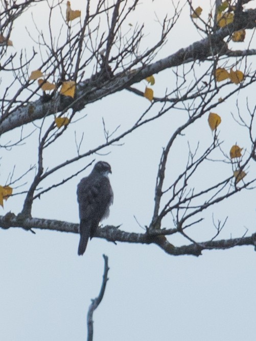 蒼鷹 - ML644692836