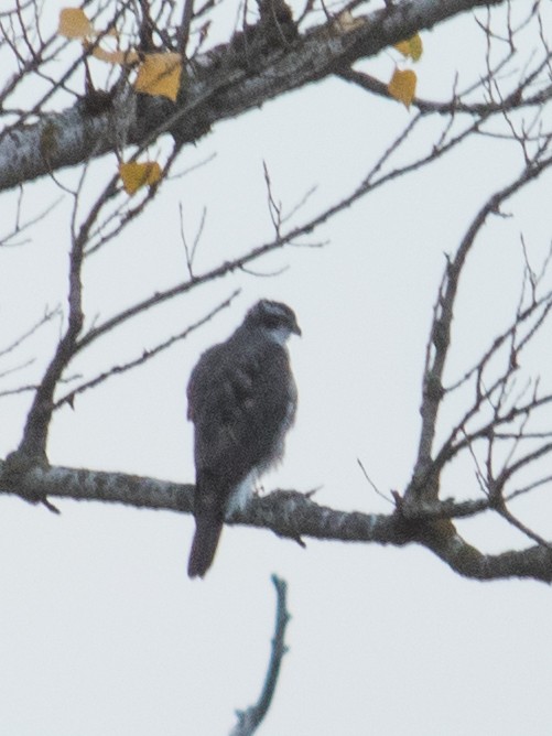 蒼鷹 - ML644692837