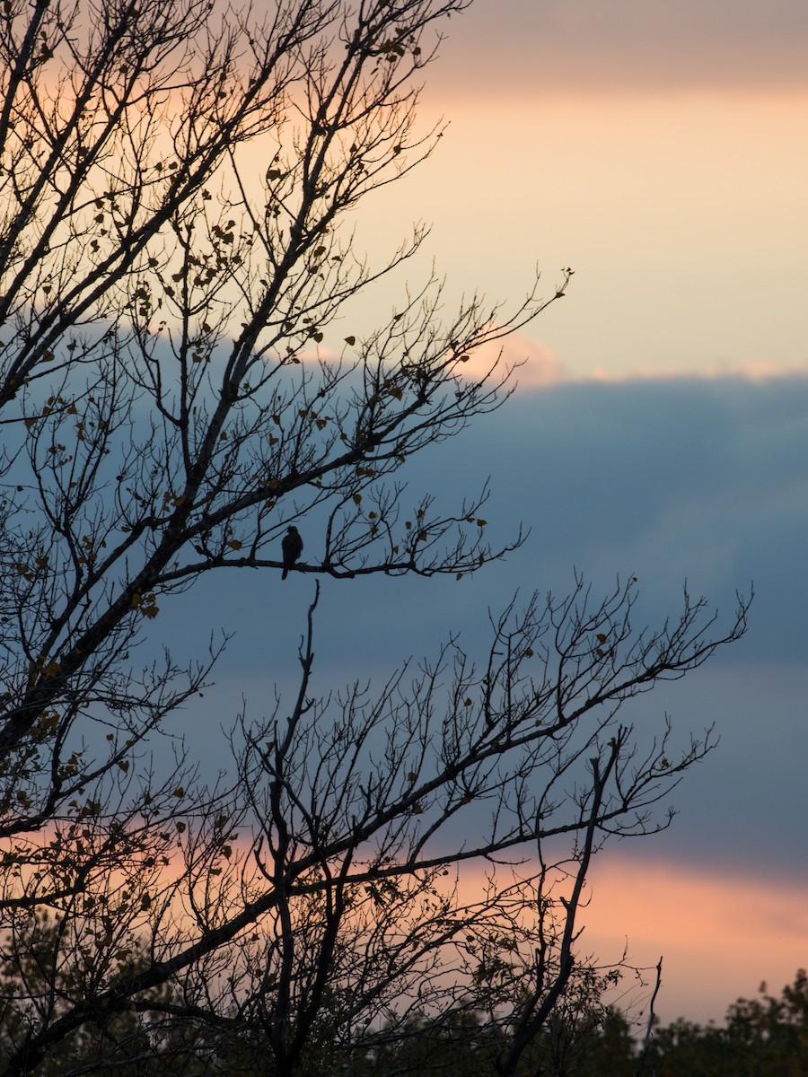 蒼鷹 - ML644692838