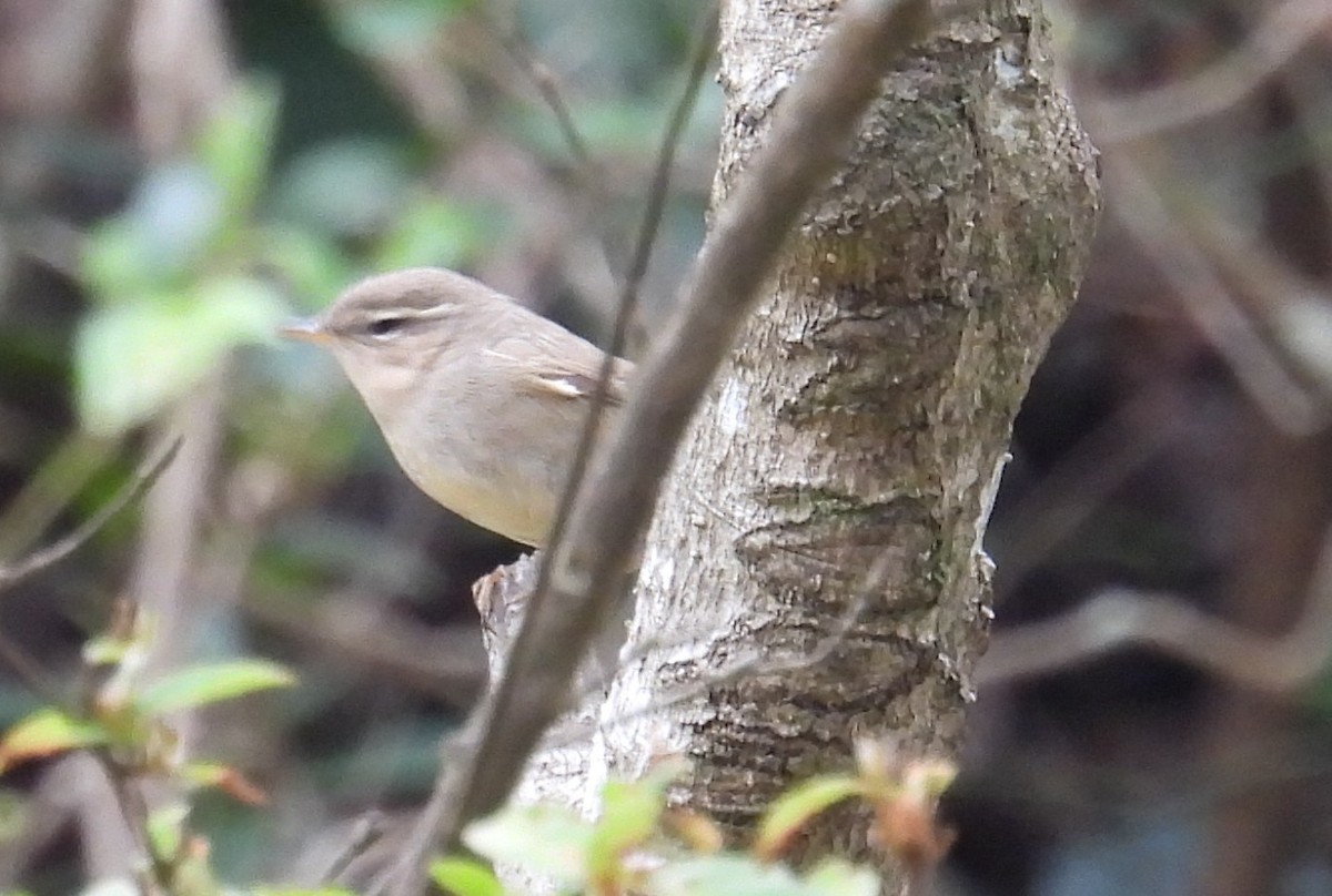 עלווית כהה - ML644692840