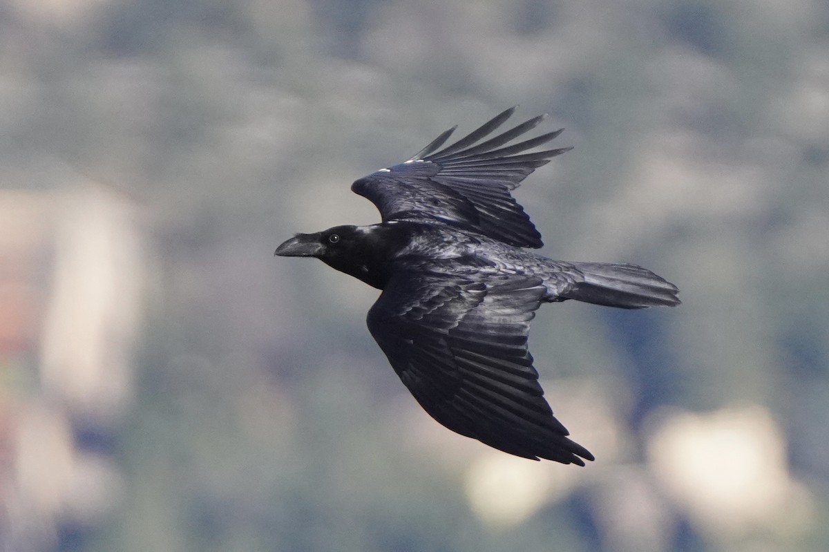 Common Raven - ML644692848