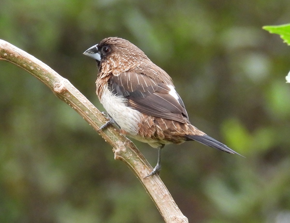 White-rumped Munia - ML644692870