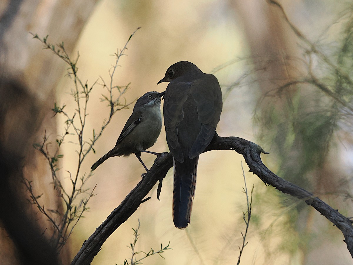 White-browed Scrubwren - ML644692874