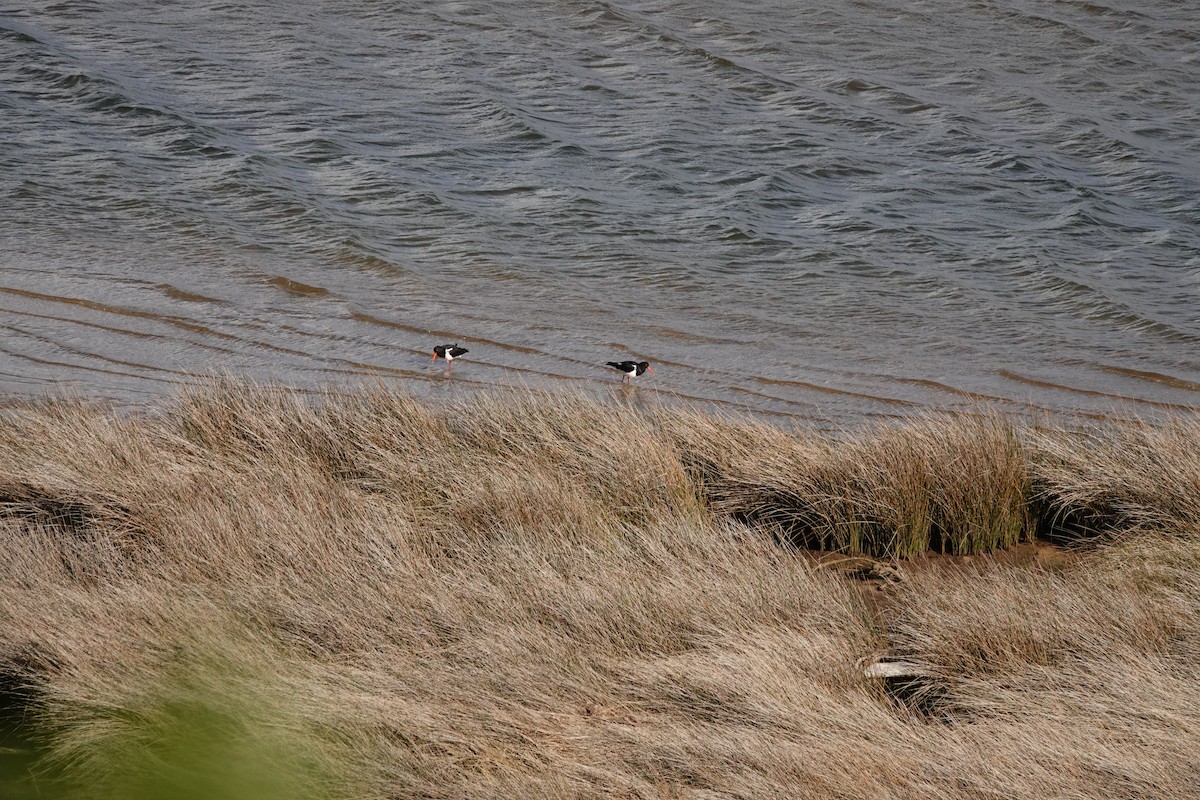 Pied Oystercatcher - ML644692879