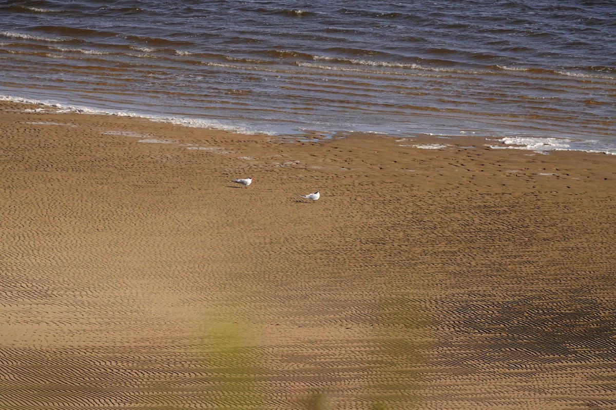 Caspian Tern - ML644692893