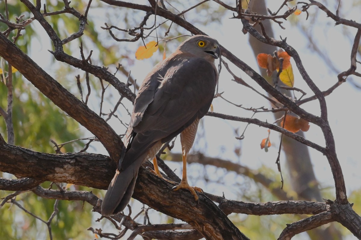 アカハラオオタカ - ML644692901