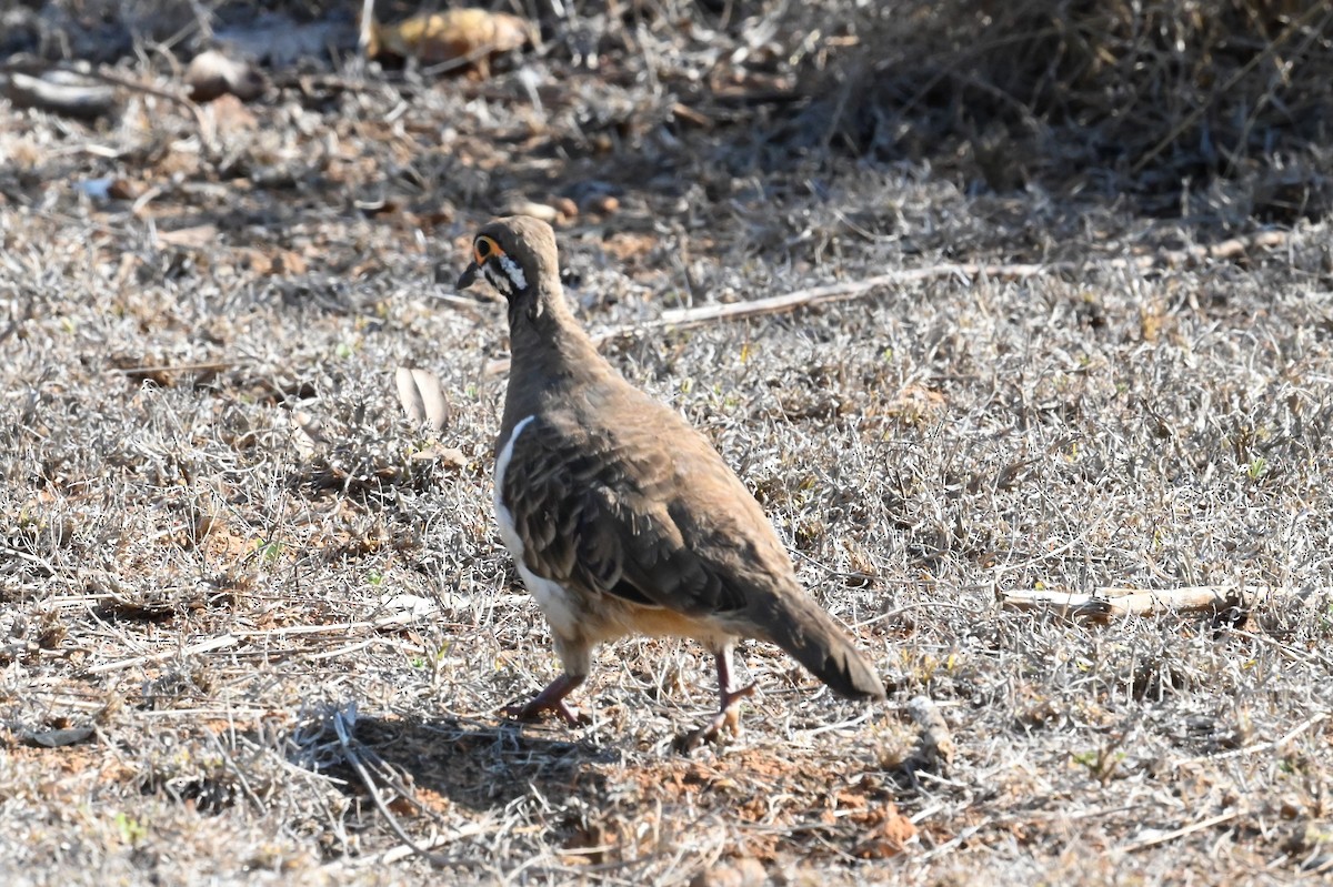 Squatter Pigeon - ML644692902