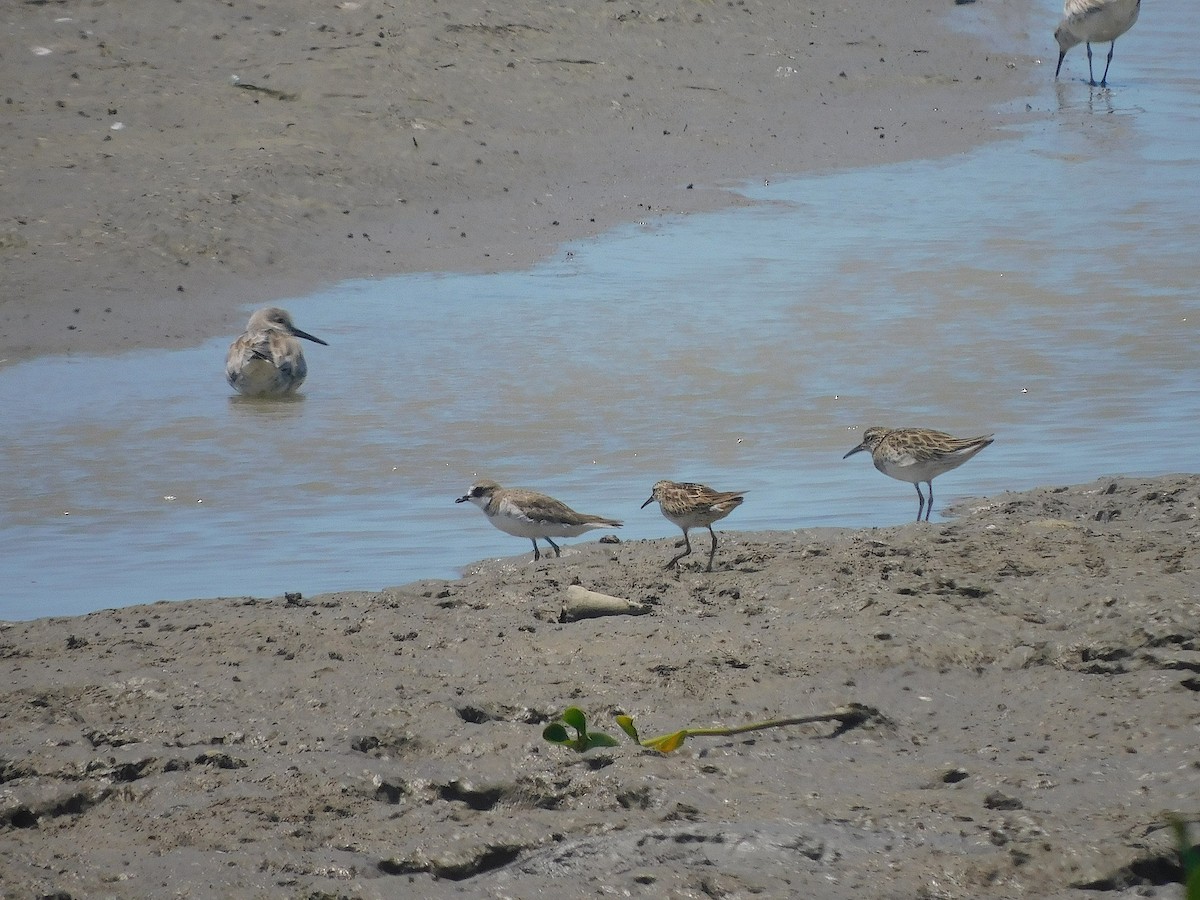 Txirritxo mongoliarra - ML644692913