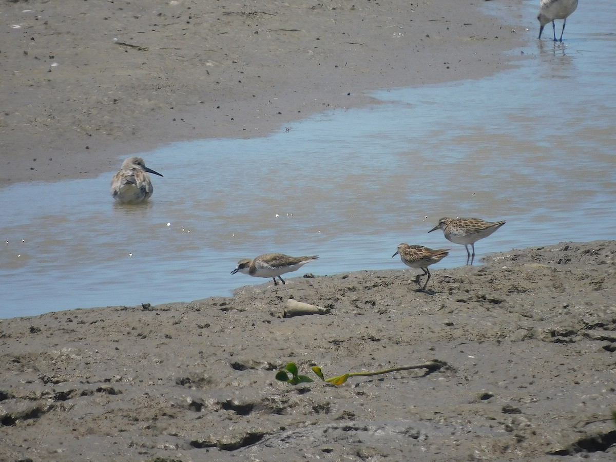 Txirritxo mongoliarra - ML644692914