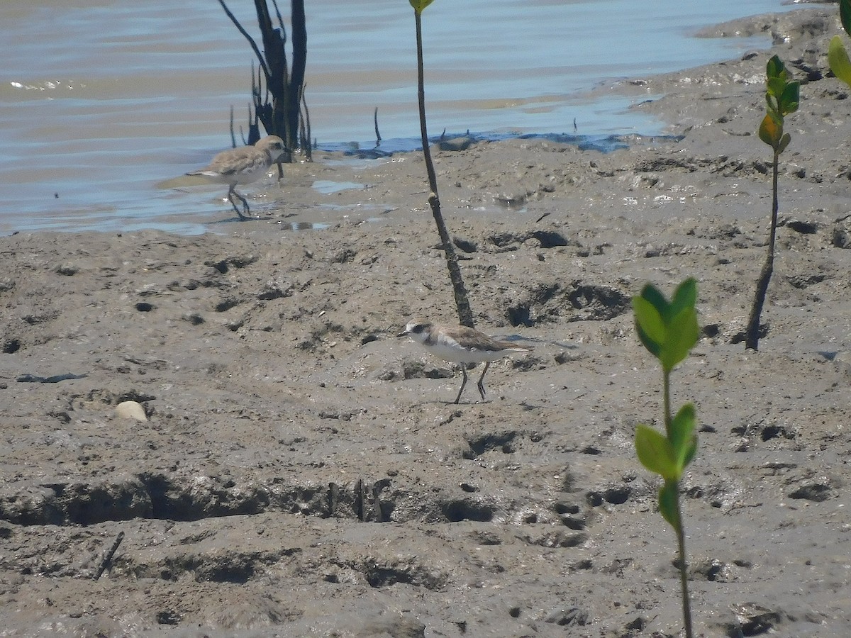 Txirritxo mongoliarra - ML644692915