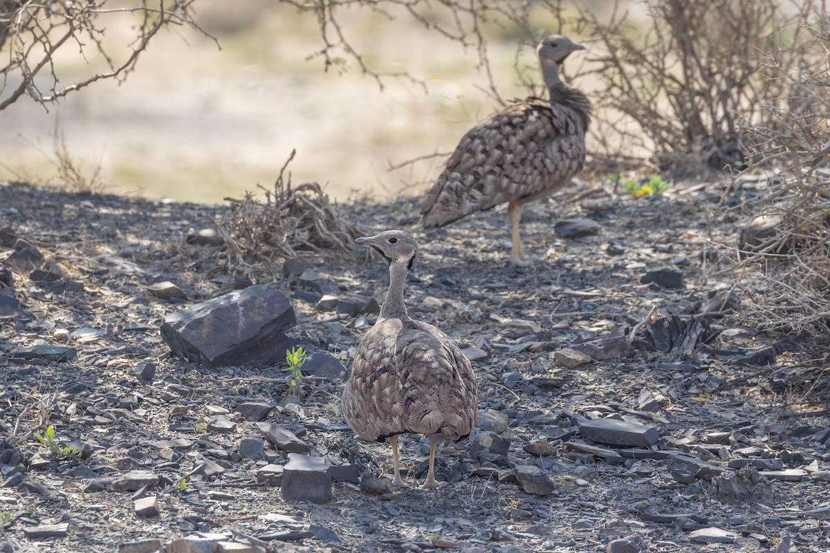 drop šedokrký - ML644692917