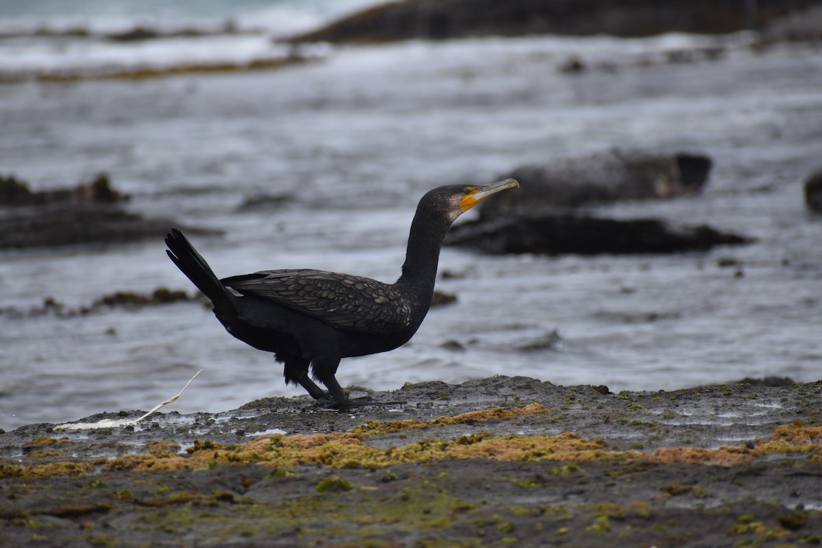 Cormorán Grande - ML644692919