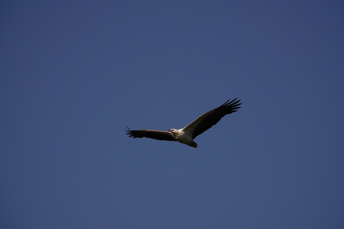 White-bellied Sea-Eagle - ML644692920