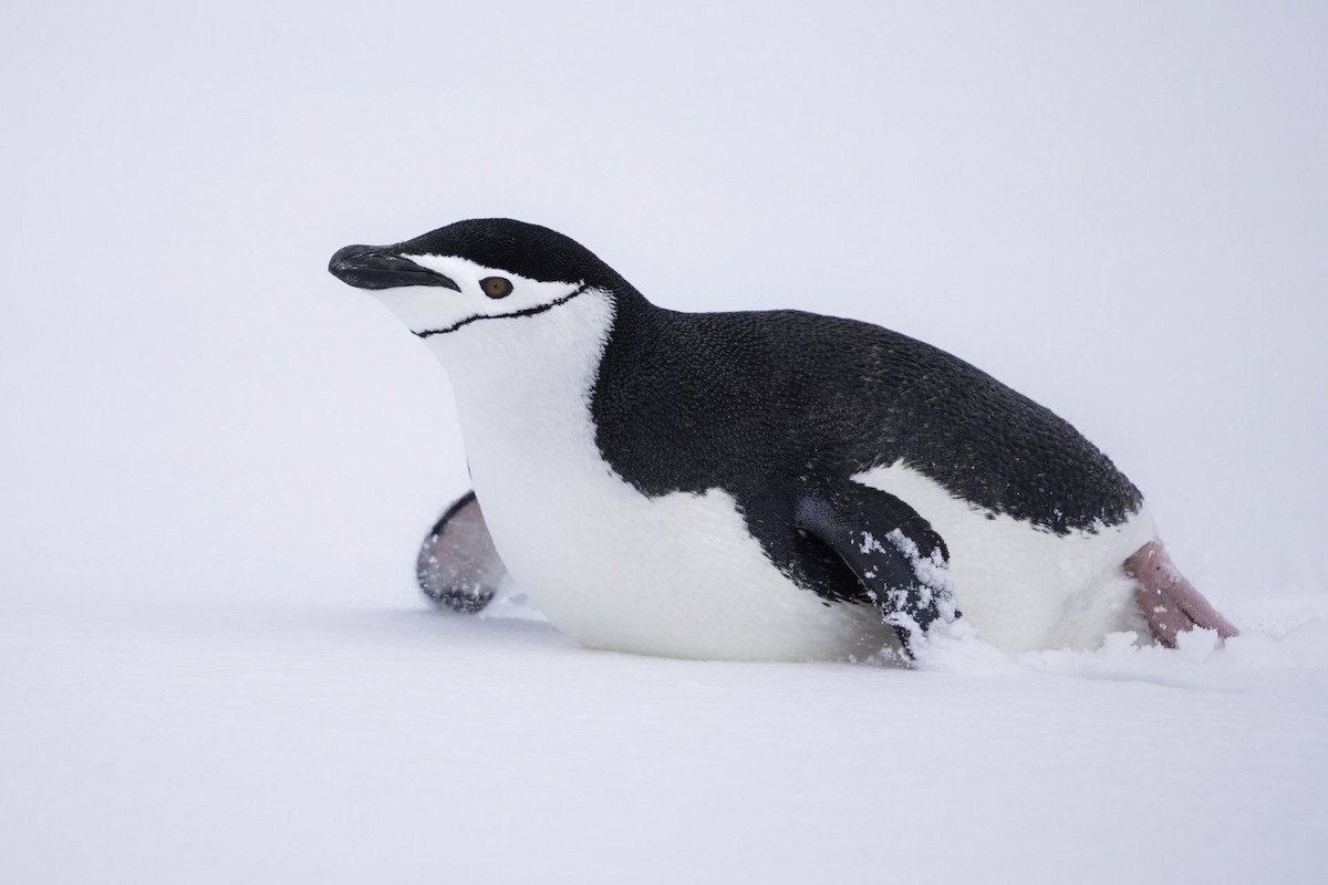 Chinstrap Penguin - ML644692921