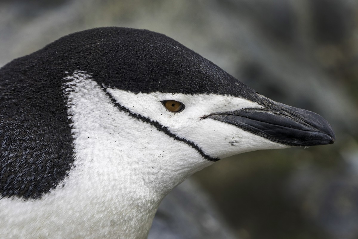 Chinstrap Penguin - ML644692922