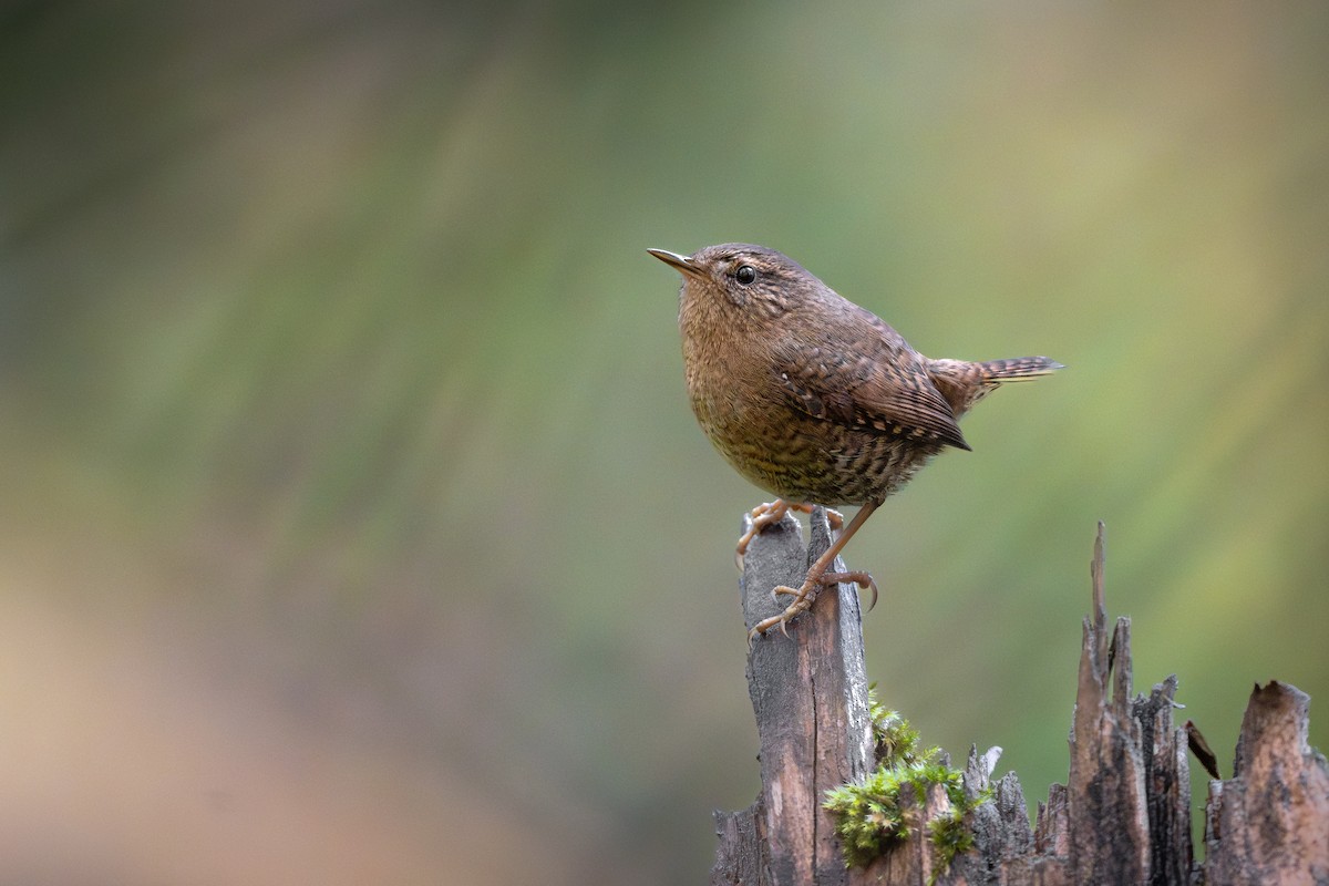 Pacific Wren - ML644692941