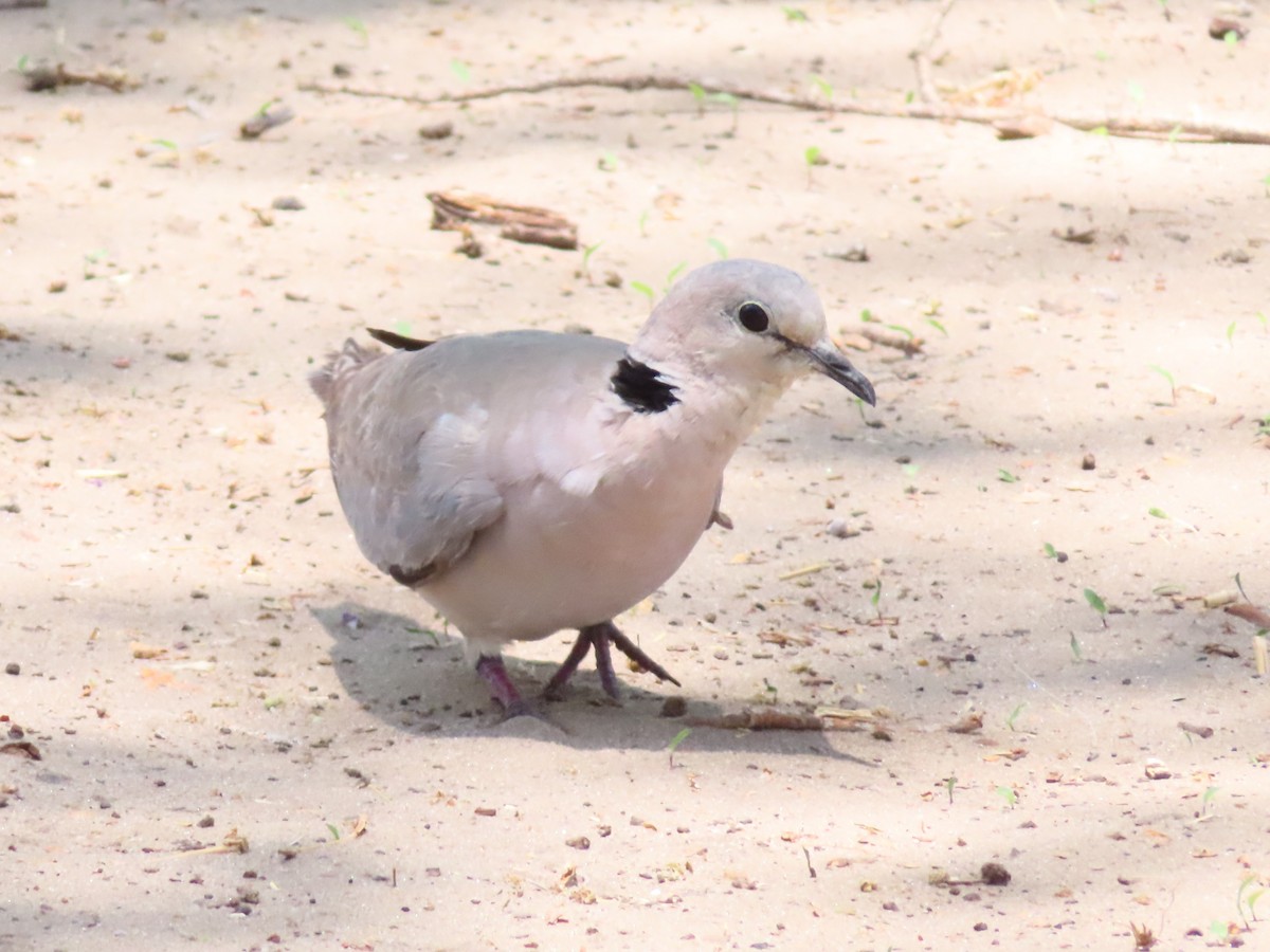 Ring-necked Dove - ML644692942