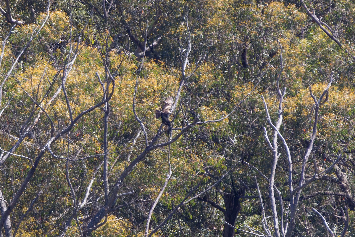 Little Eagle - ML644692943