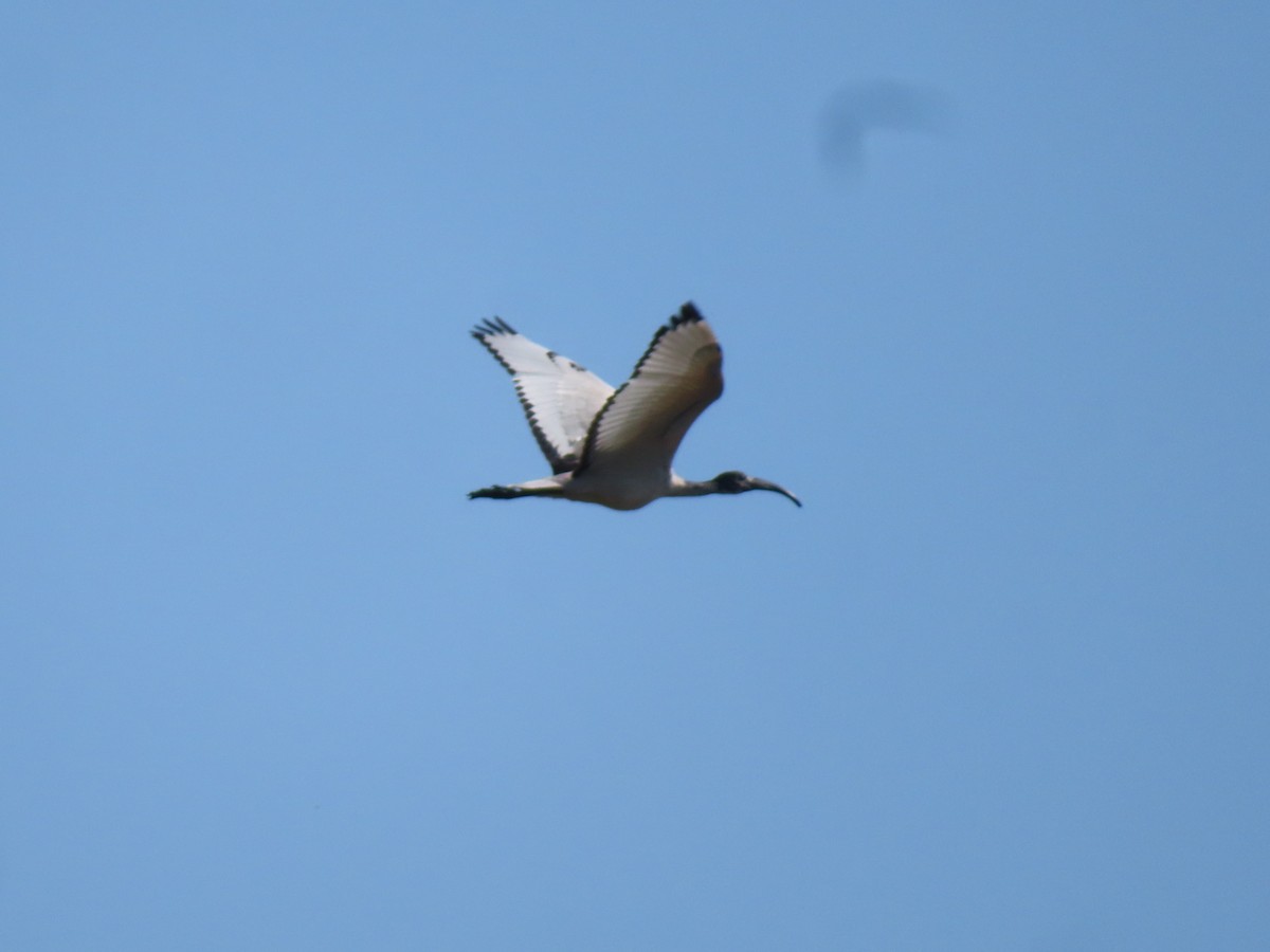 African Sacred Ibis - ML644692949