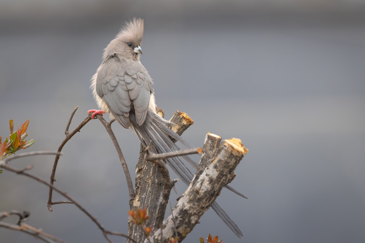 White-backed Mousebird - ML644692952