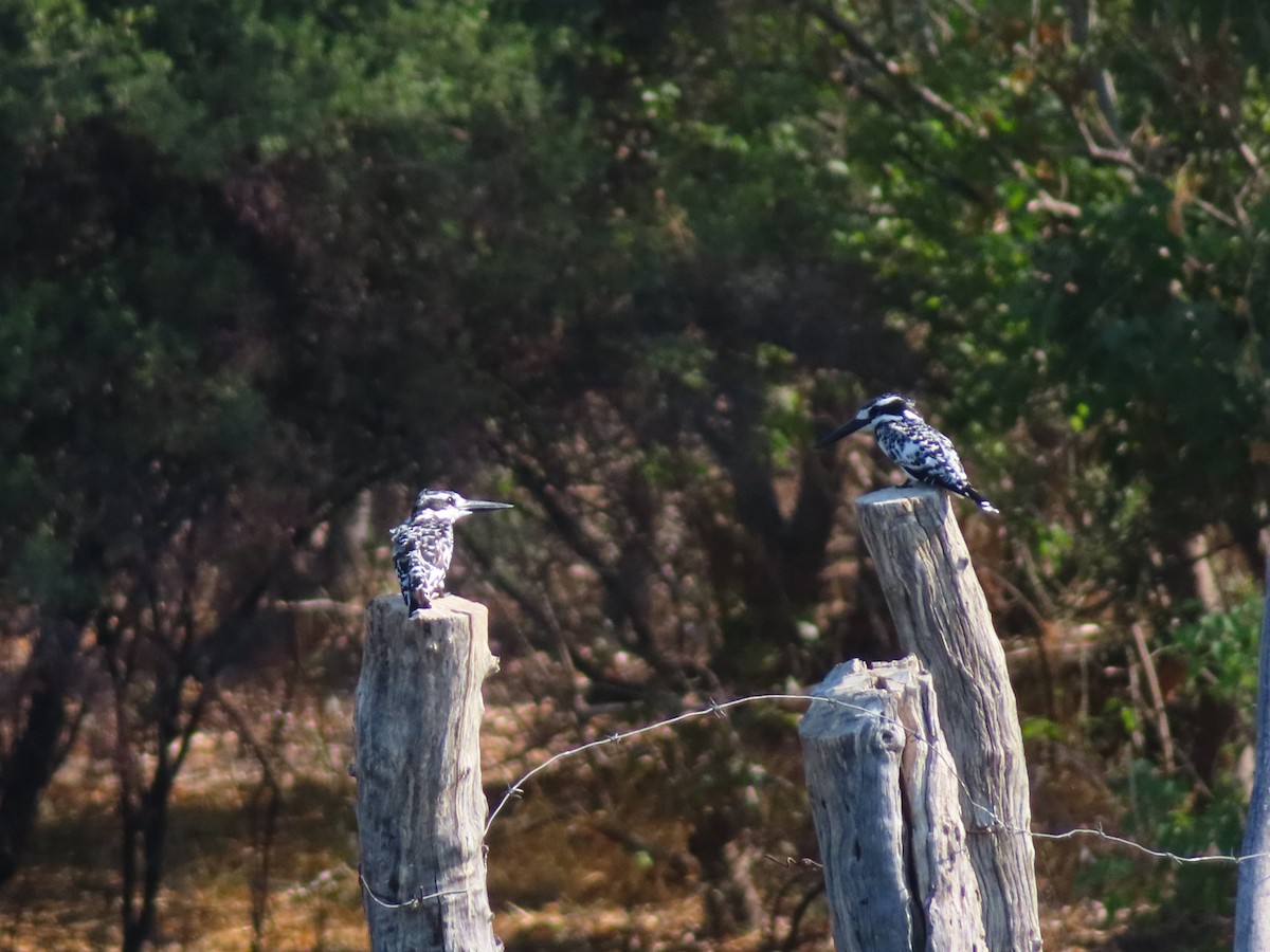 Pied Kingfisher - ML644692953