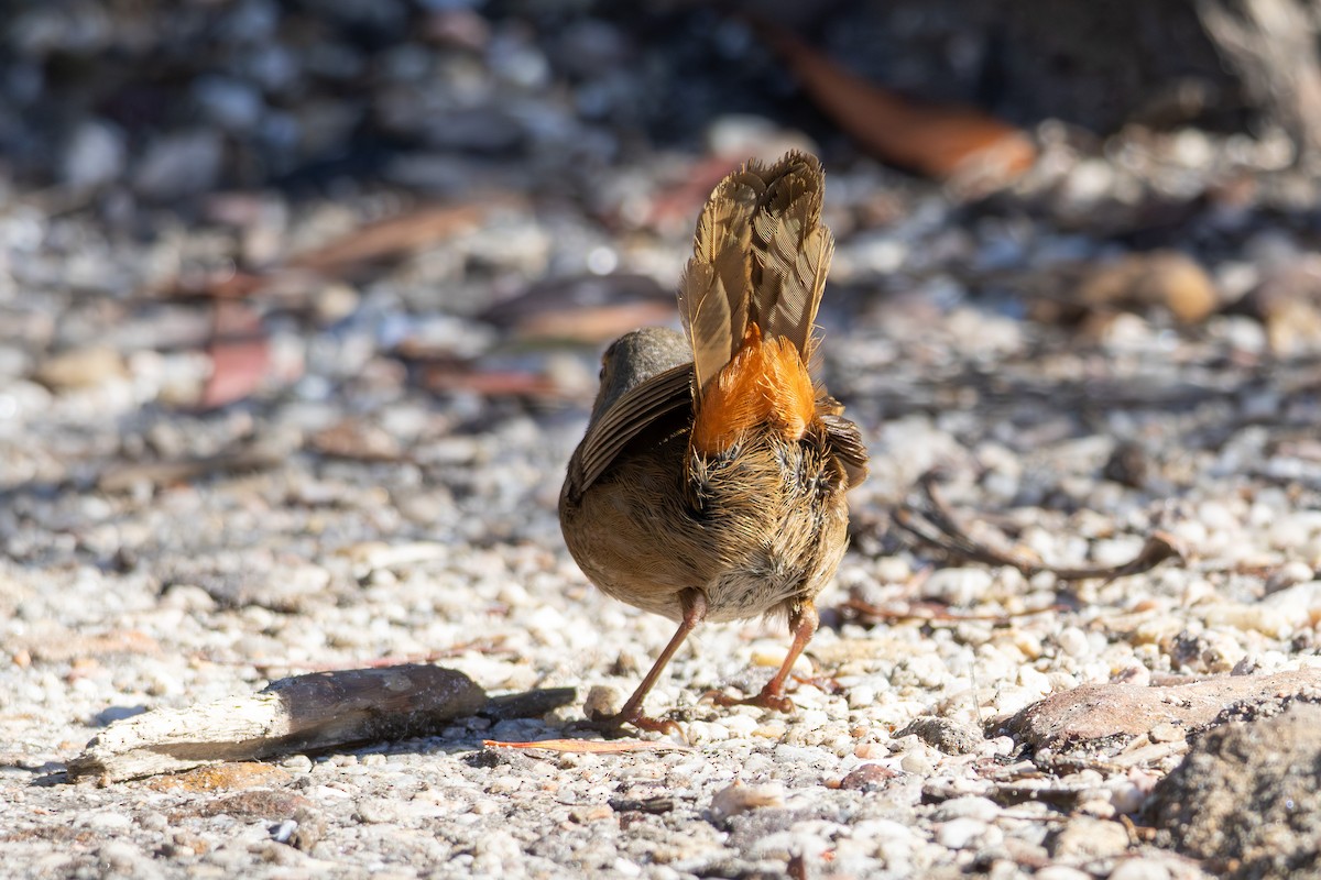 Pilotbird - ML644692955