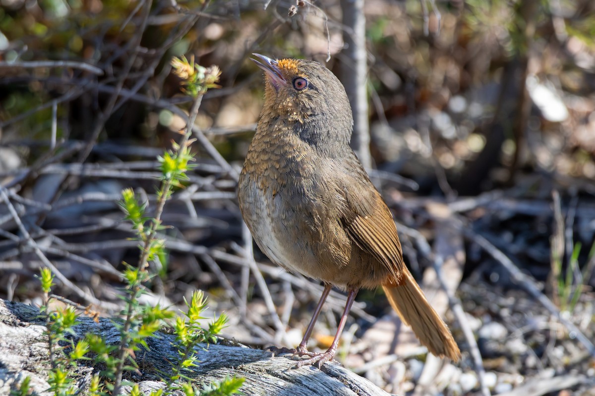 Pilotbird - ML644692956