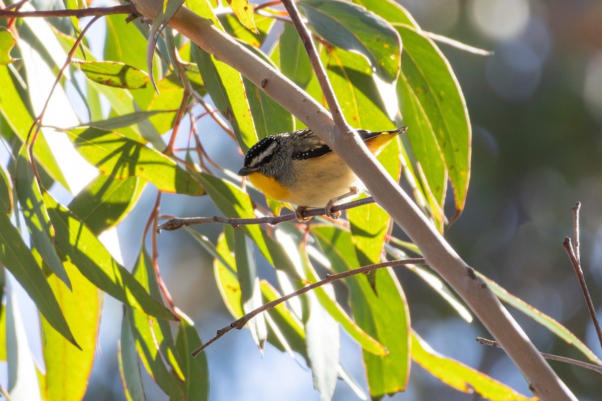 Spotted Pardalote - ML644692958