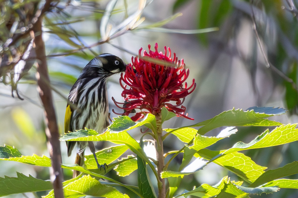 New Holland Honeyeater - ML644692961