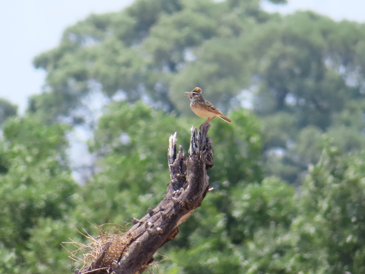 Alouette à nuque rousse - ML644692962