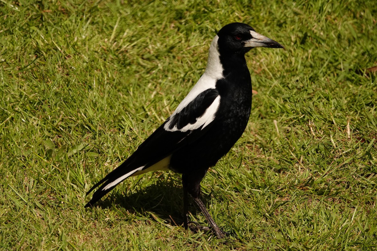 Australian Magpie (White-backed) - ML644692966