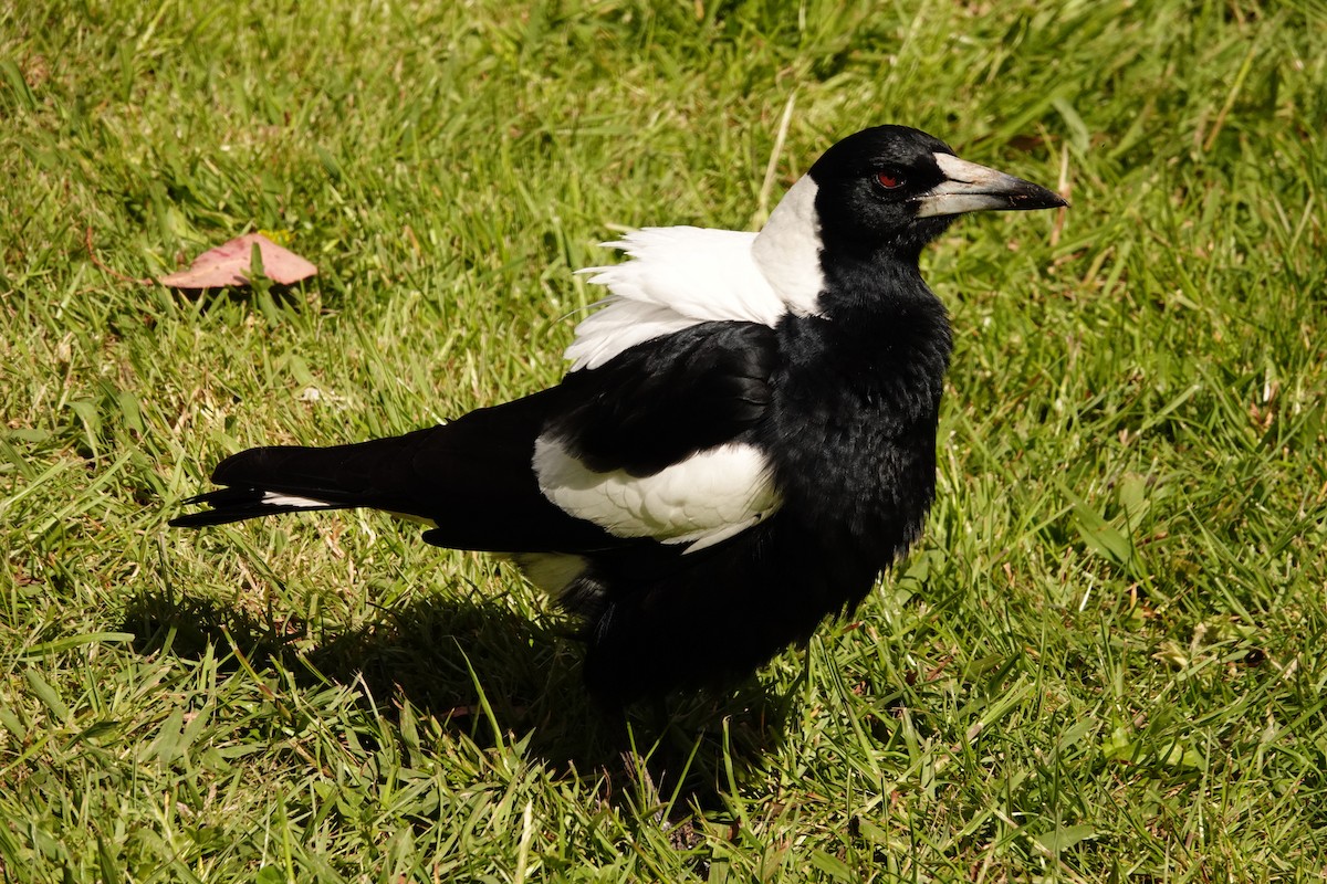 Australian Magpie (White-backed) - ML644692968