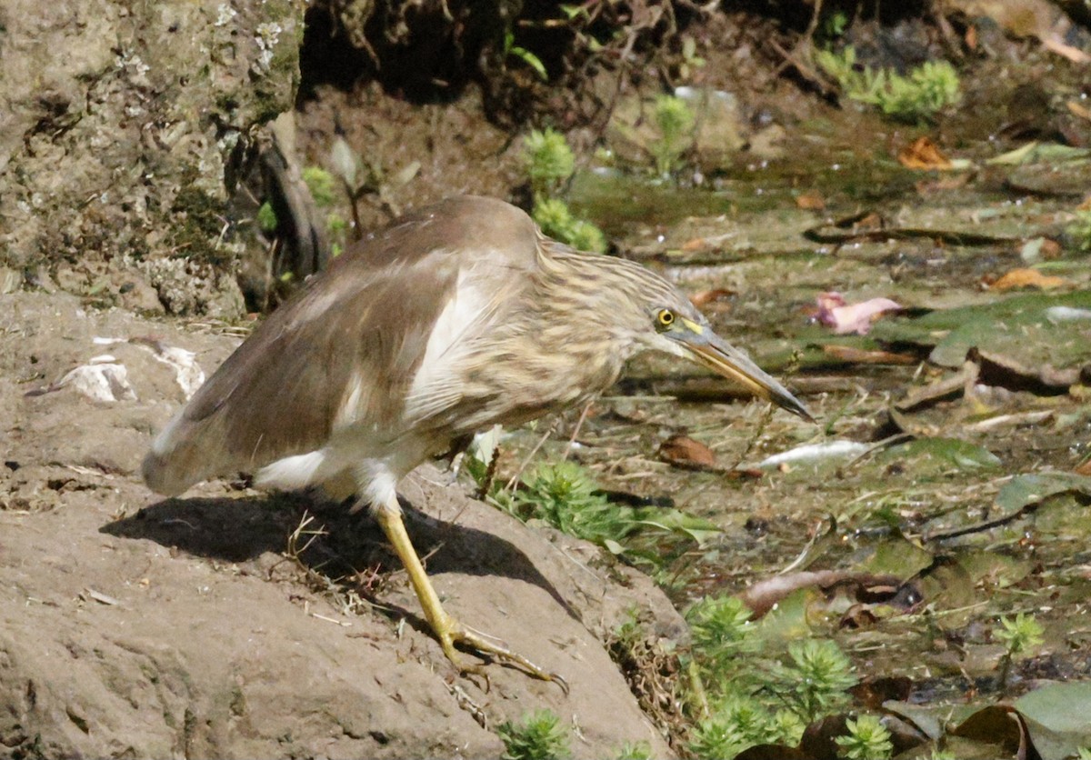 Paddyreiher - ML644692970