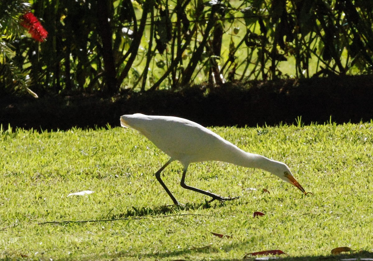 Eastern Cattle-Egret - ML644692972