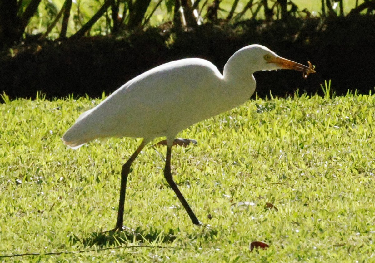Eastern Cattle-Egret - ML644692973
