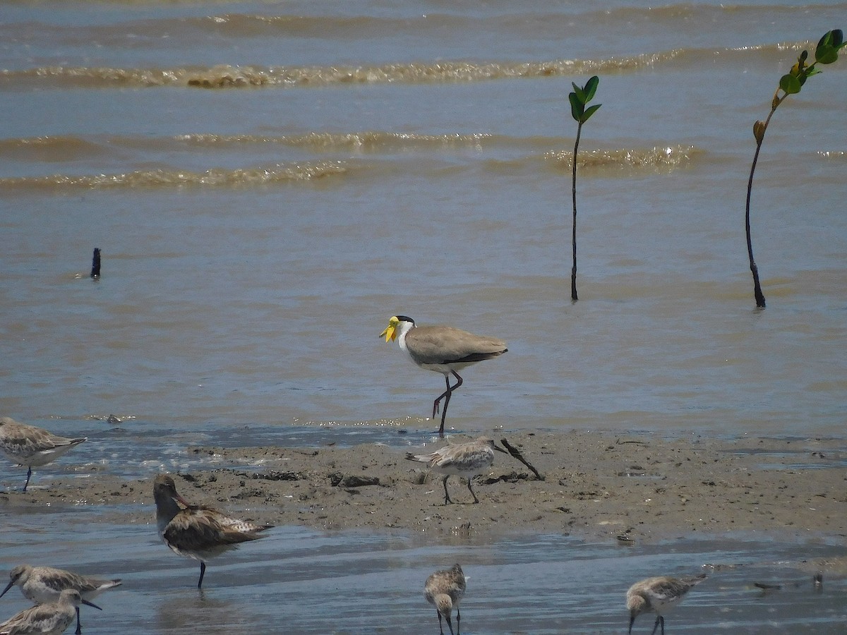 Masked Lapwing - ML644692974