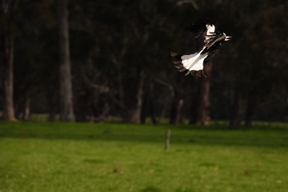 Australian Magpie (White-backed) - ML644692977