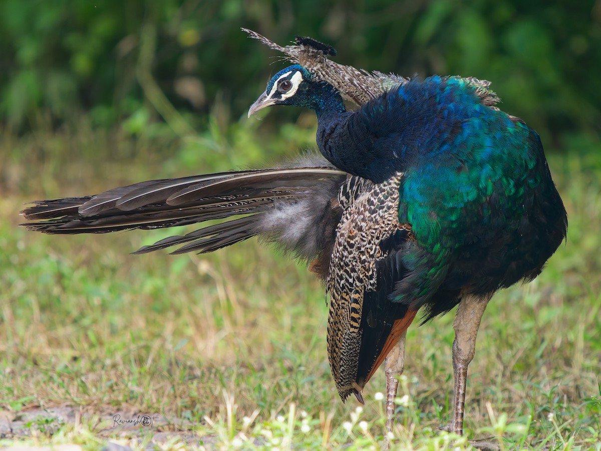 Indian Peafowl - ML644692979