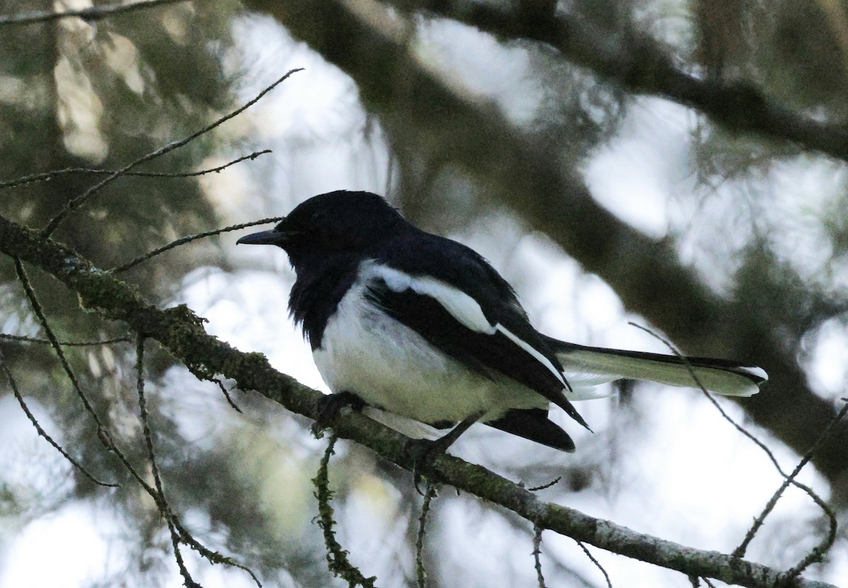 Çinhindi Alaca Bülbülü [saularis grubu] - ML644692981