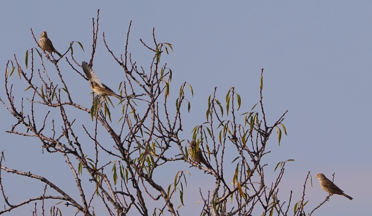 Tarla Çintesi - ML644692982