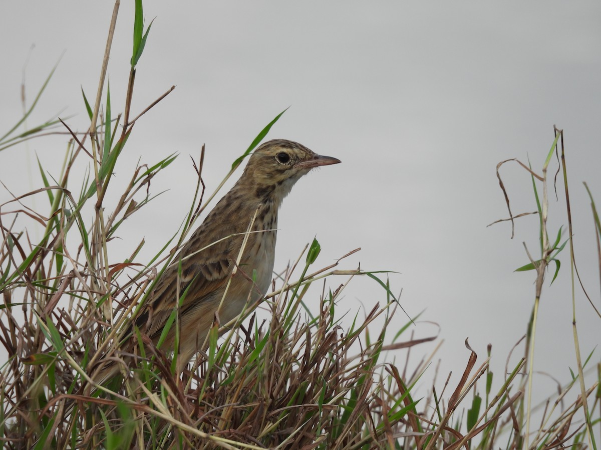 Çeltik İncirkuşu - ML644692983