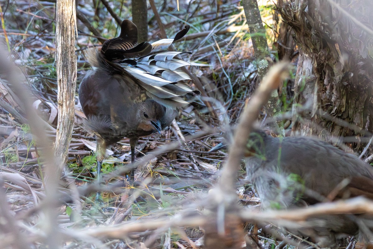 Muhteşem Lirkuşu - ML644692984