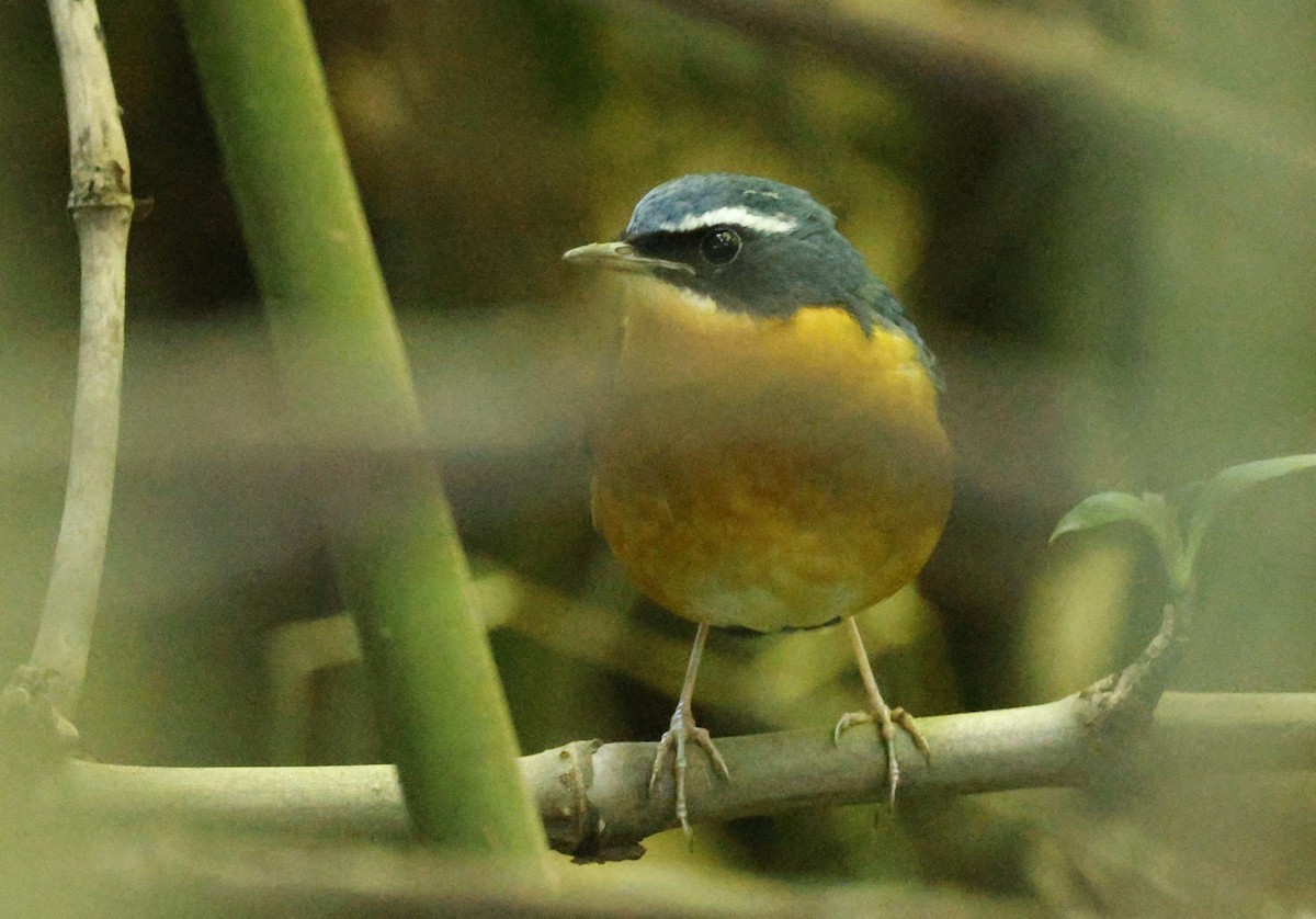 Maskeli Mavi Bülbül - ML644692989