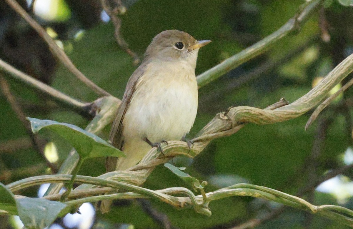 Kaşmir Sinekkapanı - ML644692991