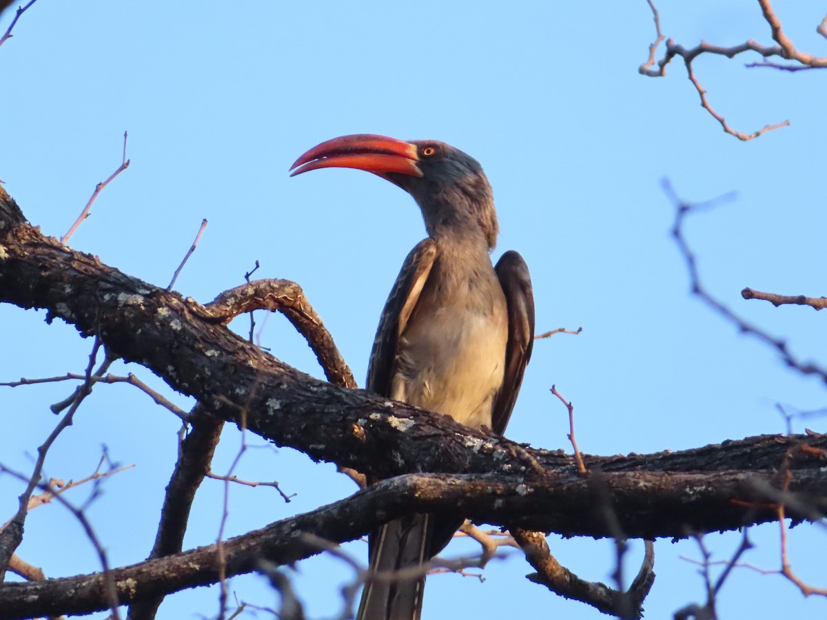 Bradfield's Hornbill - ML644692992