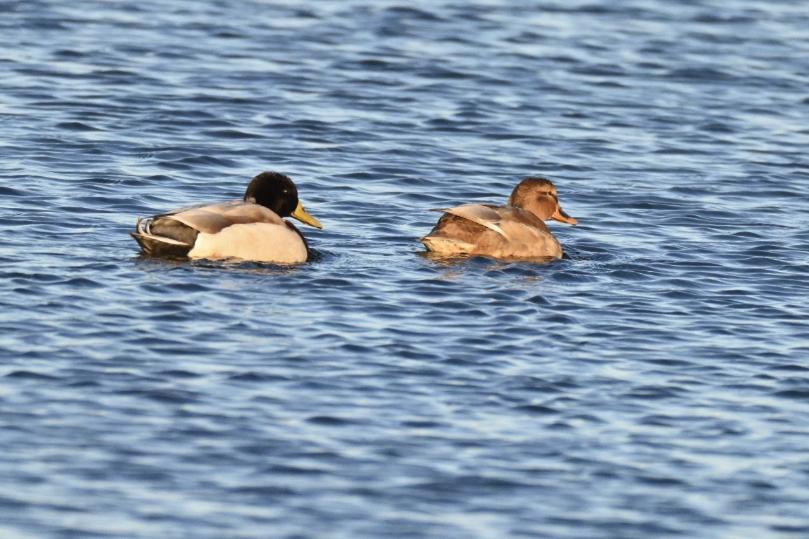 Yeşilbaş - ML644692993