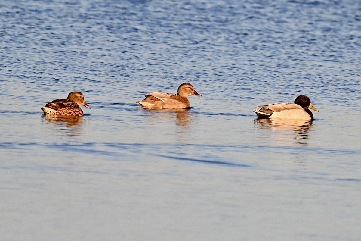 Yeşilbaş - ML644692994